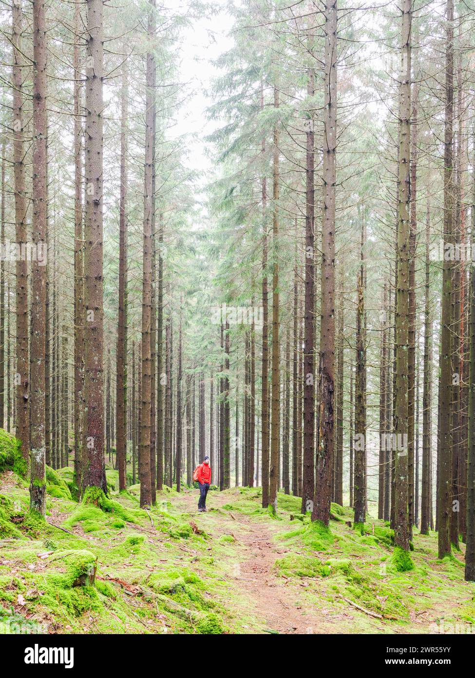 Ein einsamer Wanderer in einer leuchtenden roten Jacke wandert entlang eines schmalen Pfades durch den dichten Nadelwald Schwedens, umgeben von hohen Kiefern und dem f Stockfoto