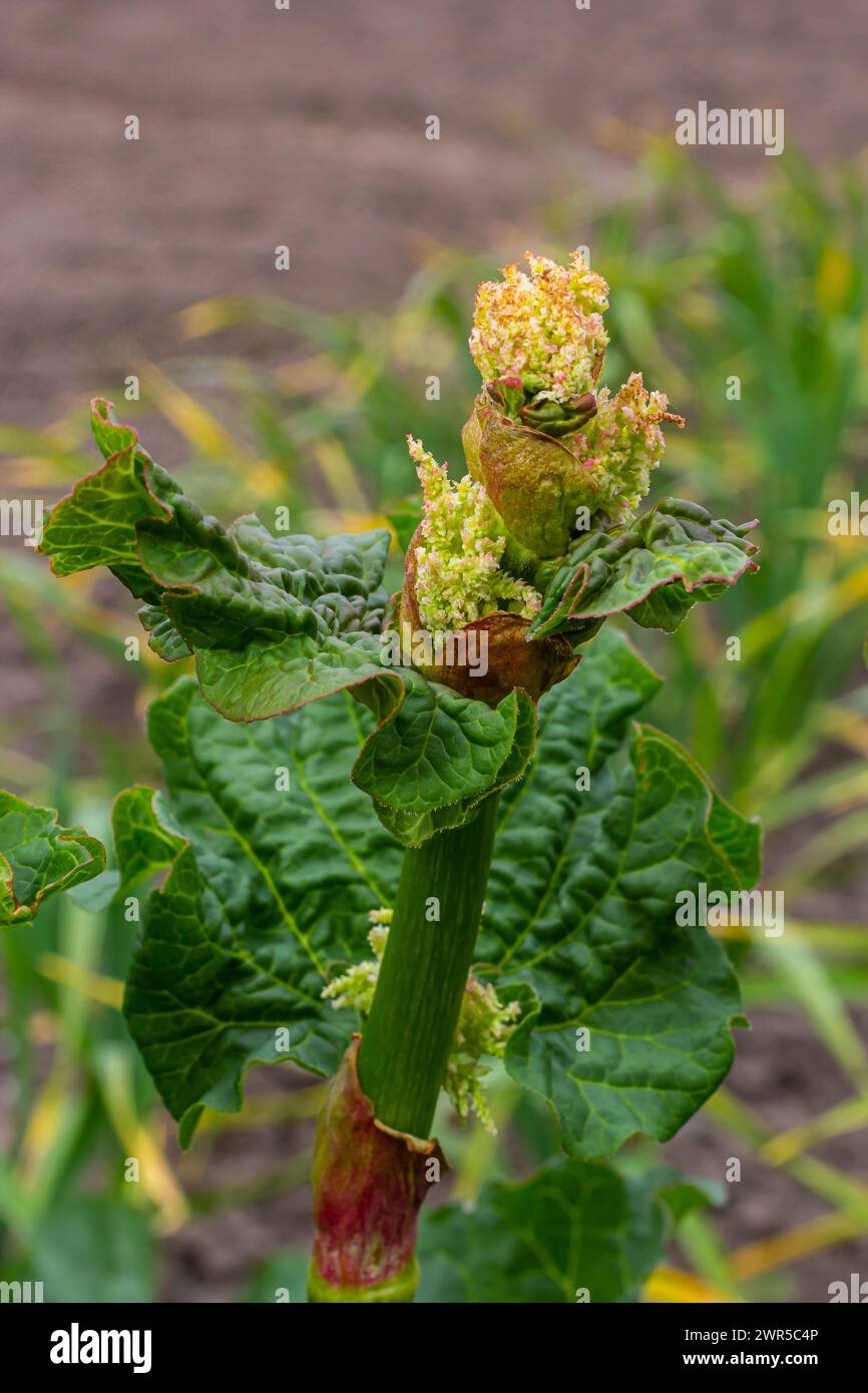 Rhabarberblüte. Blüten von Rhabarberblüten mit grünem Stiel und Blättern. Stockfoto