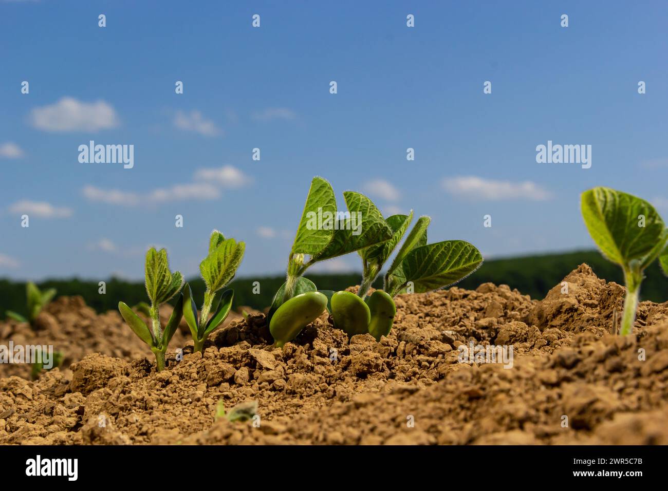 Ein zarter Spross einer landwirtschaftlichen Sojabohnenpflanze auf einem Feld wächst in einer Reihe mit anderen Sprossen. Selektiver Fokus. Weichzeichner. Stockfoto