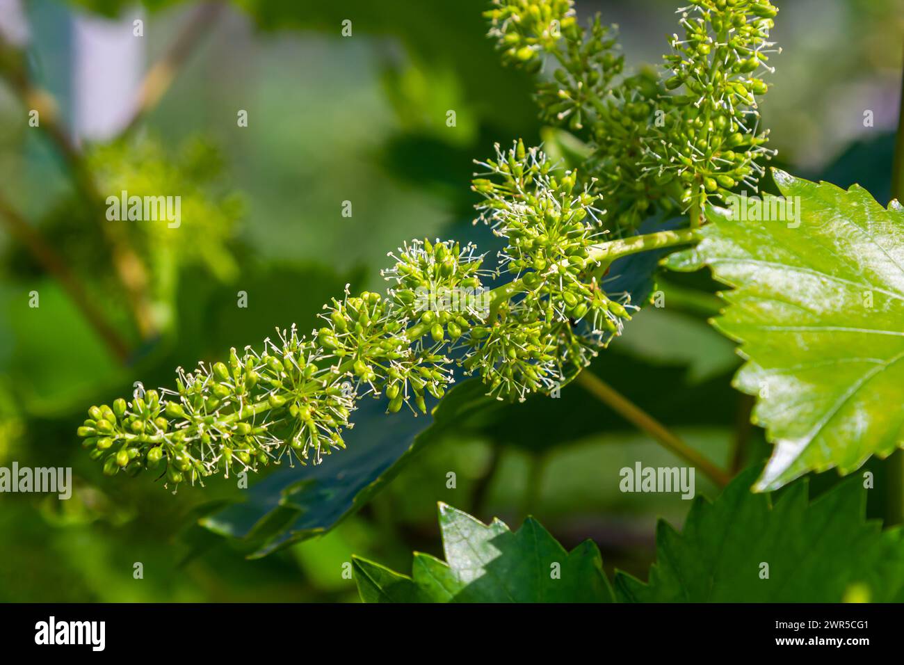 Blütenknospen und Blätter von Triebe Weinstock Frühling, Landwirtschaft Natur Hintergrund. Stockfoto