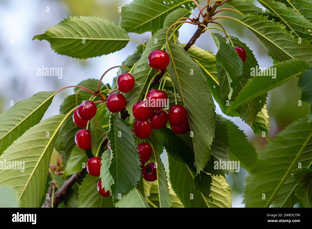 Zweig reifer roter Kirschen auf einem Baum im Garten. Stockfoto
