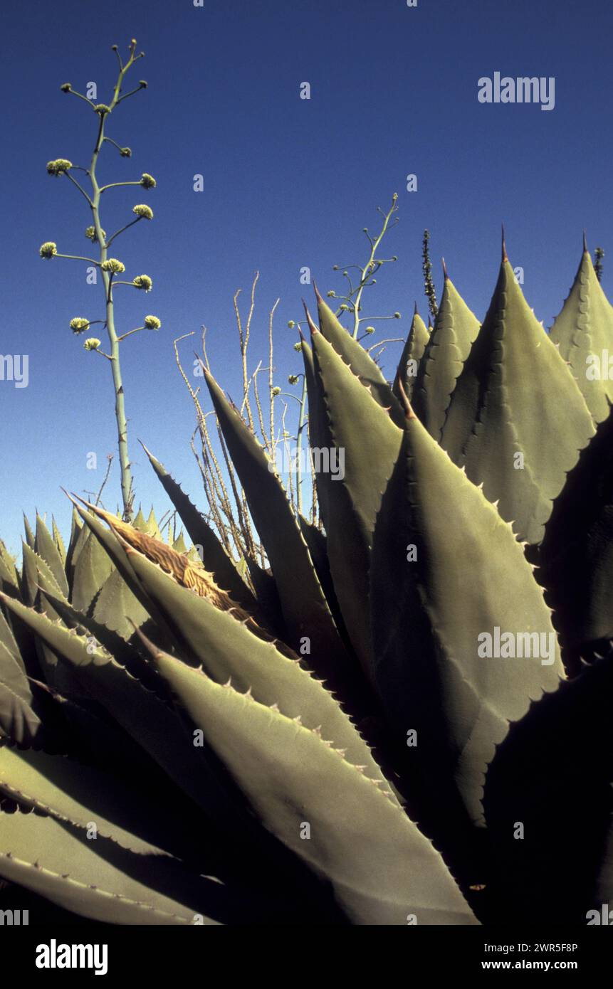 Wüstenpflanzen in der Nähe von Tucson, Arizona. Stockfoto