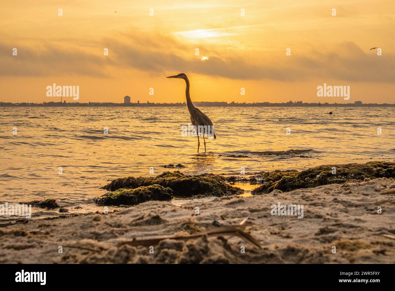 Vogelparadies Stockfoto