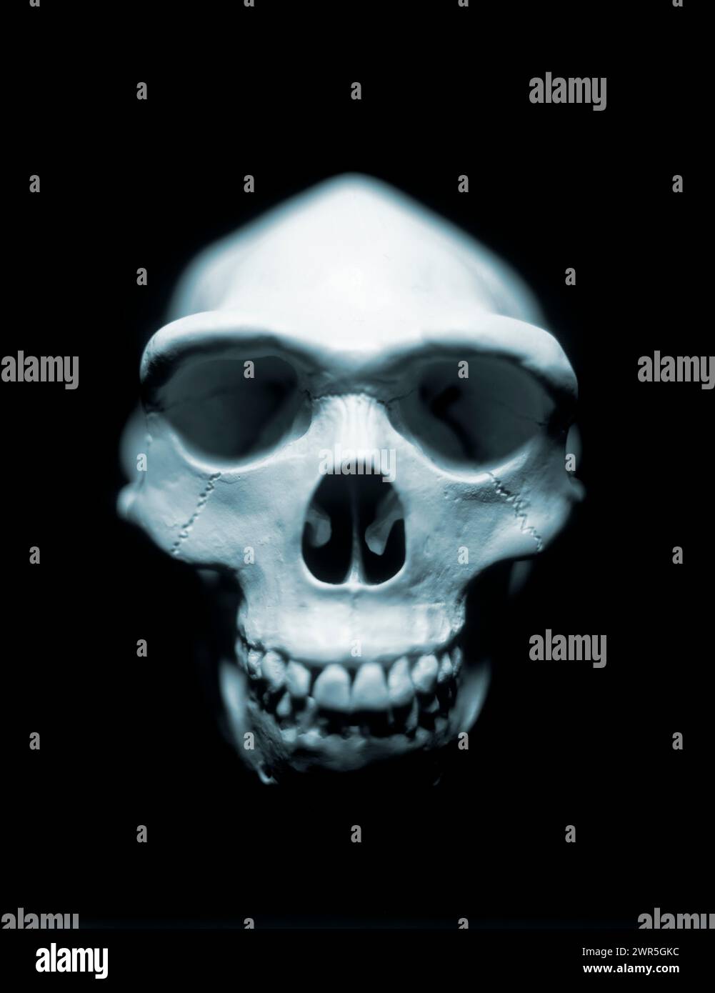 USA: Stillleben eines Homo Sapien Skull-Nachbaus. Stockfoto