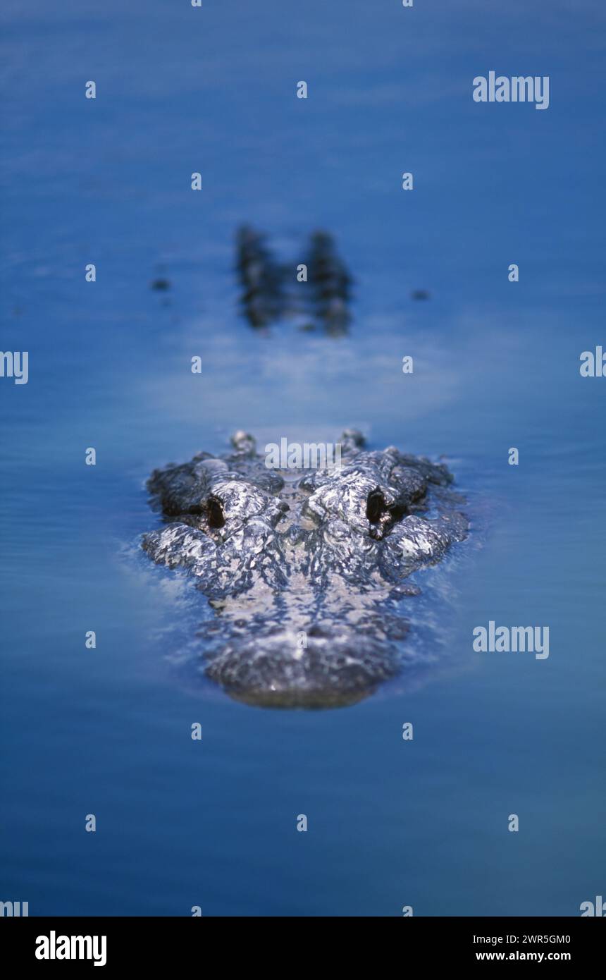 USA: Florida: Collier County: Big Cypress National Preserve: Ein amerikanischer Alligator (Alligator mississippiensis). Stockfoto