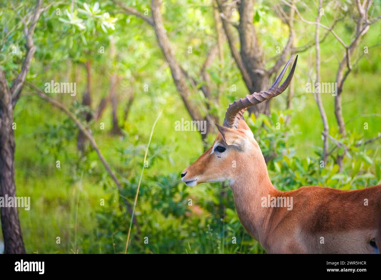 Ein männlicher Impala steht wachsam im dichten Laub des afrikanischen Busches, dessen verdrehte Hörner sich gegen das sanfte Licht des Abends schmiegen. Die Tiere Stockfoto