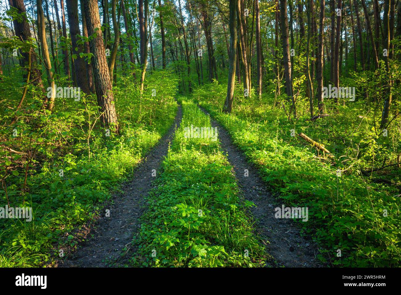 Feldweg in grünem Frühlingswald, Mai Tag, Ostpolen Stockfoto