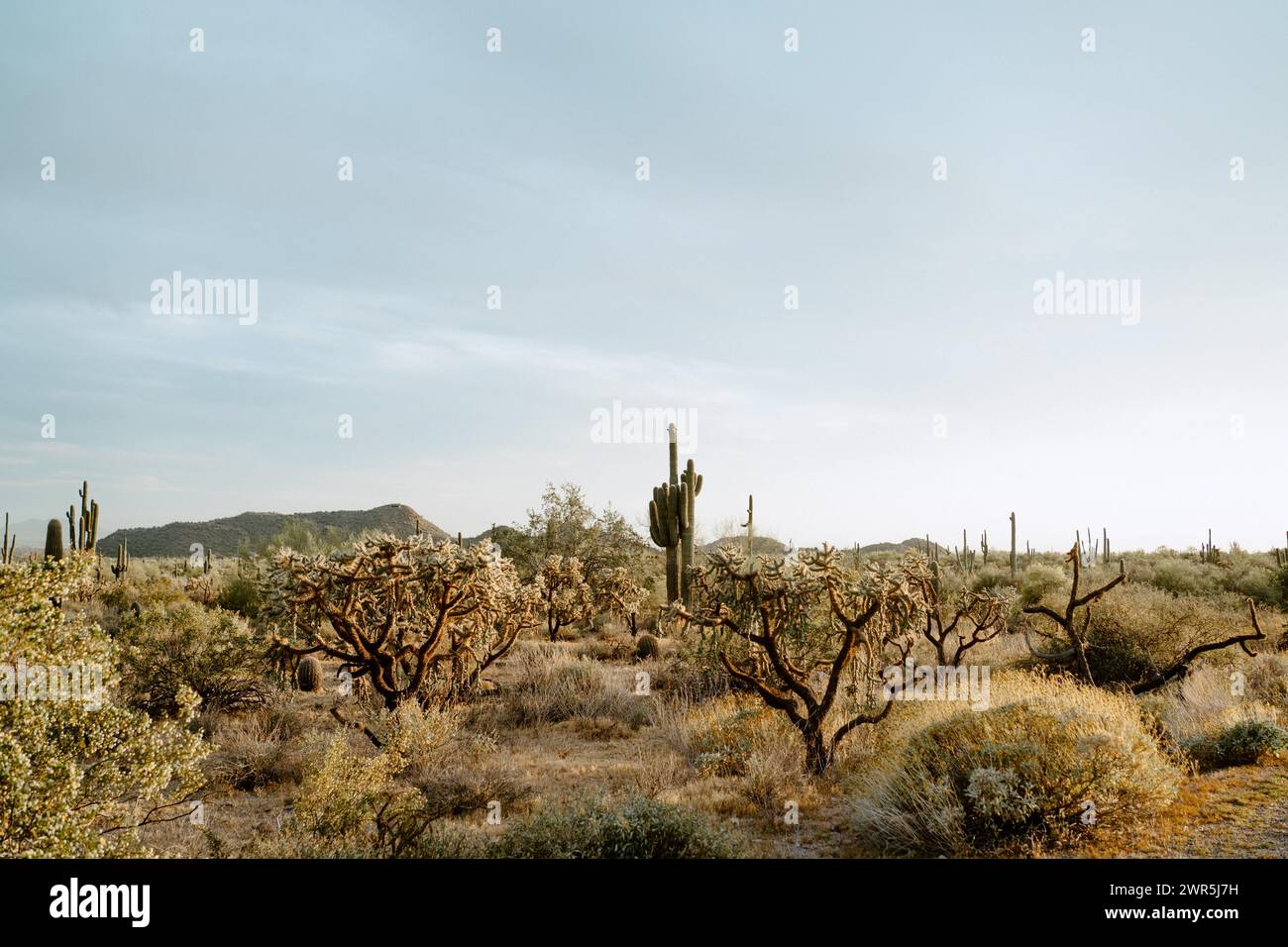 Saguaro-Kaktus in der trockenen Wüste von Phoenix Arizona Stockfoto