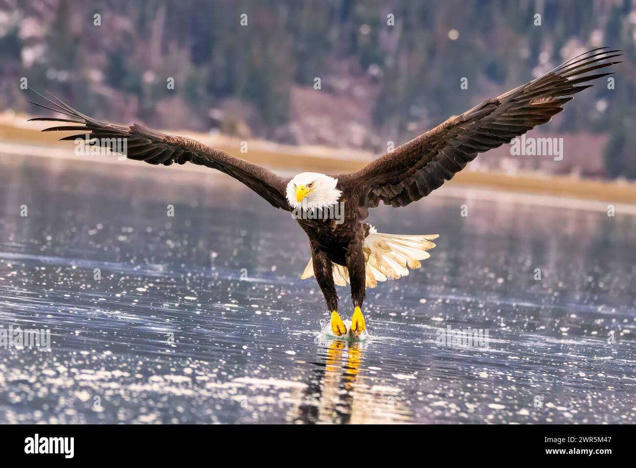 Ein Adler jagt in einem Fluss vor Bergkulisse nach Fischen Stockfoto