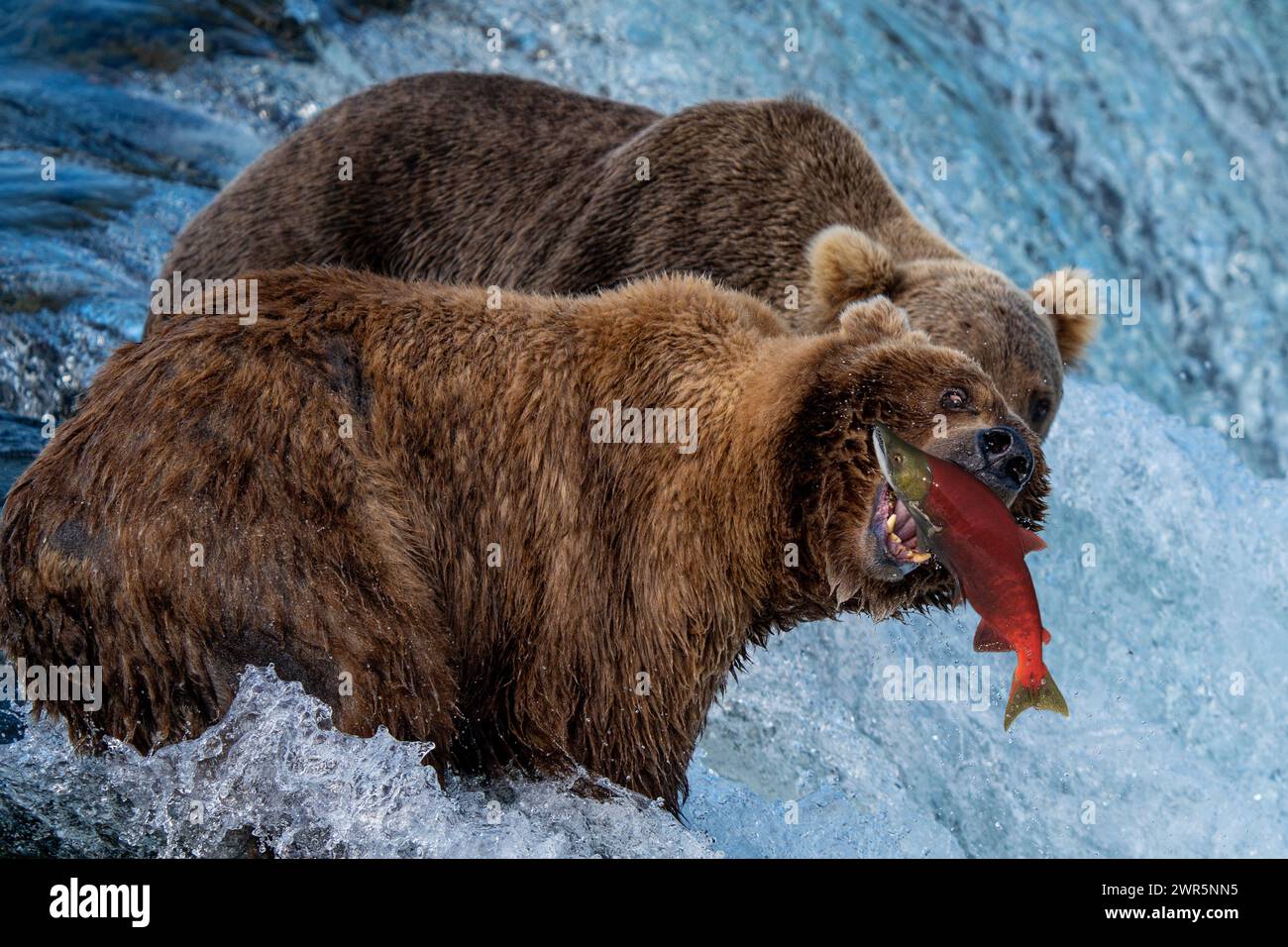 Zwei Alaska Brown Bären fischen an der Lippe des Flusses im Katmai Nationalpark Stockfoto