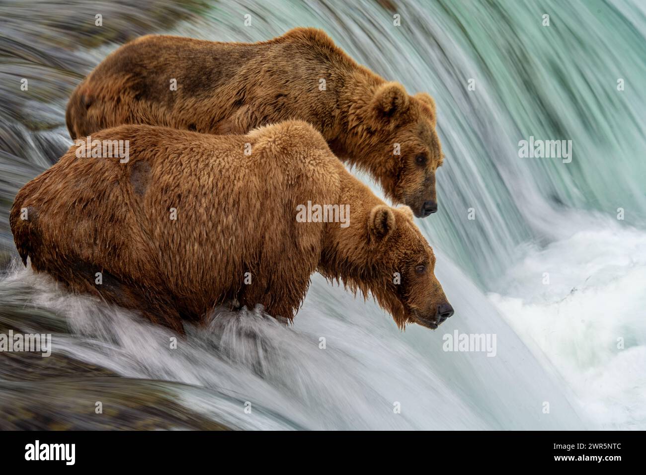 Zwei Alaska Brown Bären fischen an der Lippe des Flusses im Katmai Nationalpark Stockfoto