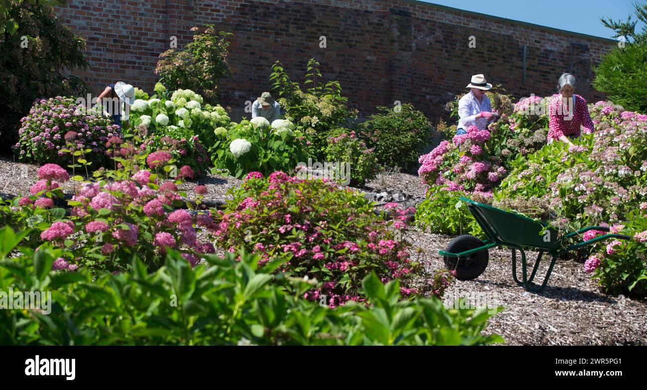 06/16 versteckt in einem versteckten, ummauerten Garten eines öffentlichen Parks in der Innenstadt, präsentiert die größte Hortensie-Sammlung Großbritanniens ihre beste Ausstellung am Vorabend Stockfoto