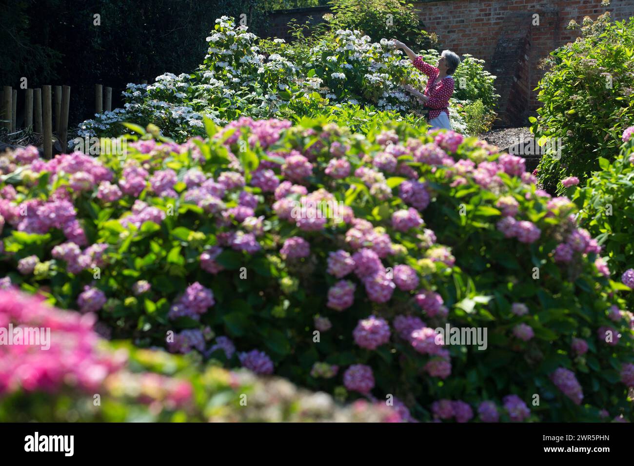 06/16 versteckt in einem versteckten, ummauerten Garten eines öffentlichen Parks in der Innenstadt, präsentiert die größte Hortensie-Sammlung Großbritanniens ihre beste Ausstellung am Vorabend Stockfoto