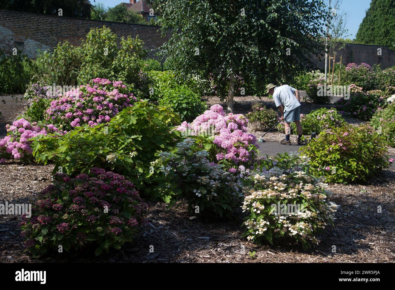 06/16 versteckt in einem versteckten, ummauerten Garten eines öffentlichen Parks in der Innenstadt, präsentiert die größte Hortensie-Sammlung Großbritanniens ihre beste Ausstellung am Vorabend Stockfoto