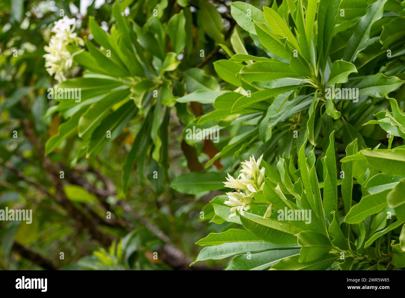 Ein Sea Mango Tree (Cerbera manghas), ein kleiner immergrüner Küstenbaum, der am Cape Tribulation in North Queensland, Australien, wächst Stockfoto