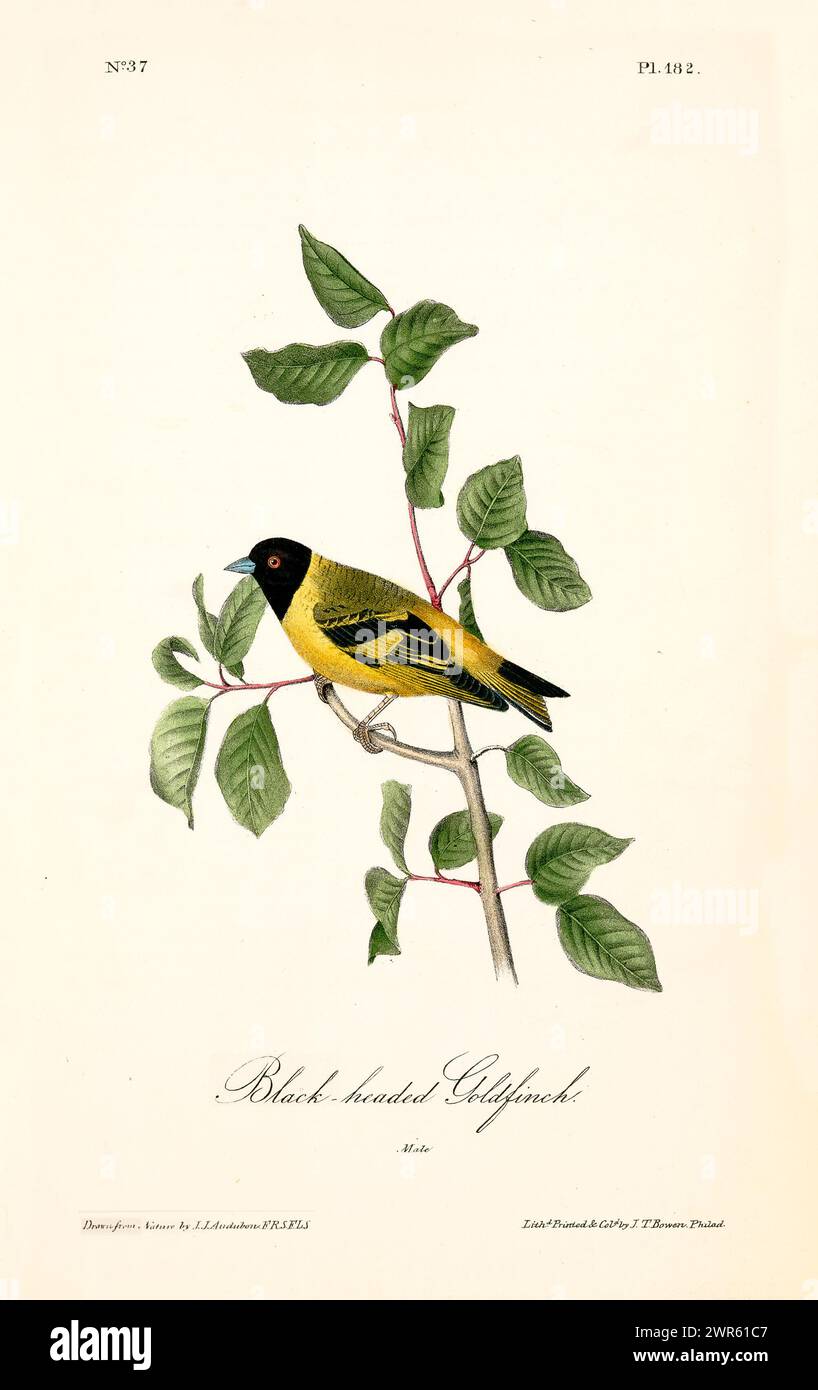 Auffälliger schwarzer und gelber Vogel auf einem grünen Zweig, isoliert auf weiß – perfekt für elegante Einrichtung. Von J.J. Audubon: Birds of America, 1840 Stockfoto