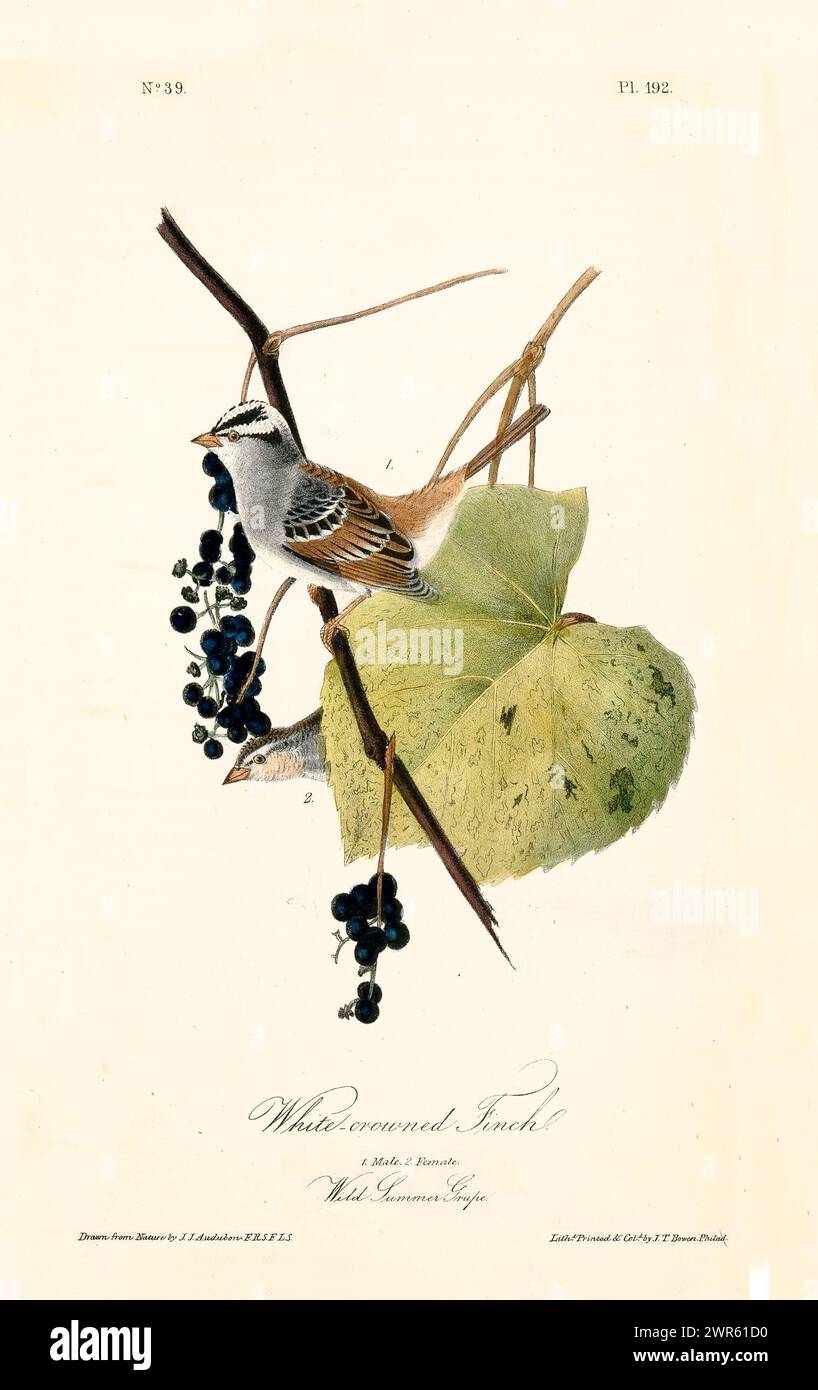Dekorationselement im Vintage-Stil mit zwei kleinen Vögeln und dunklen Trauben auf sich kräuselnder Rebe mit breiten Blättern. Von J.J. Audubon: Birds of America Stockfoto