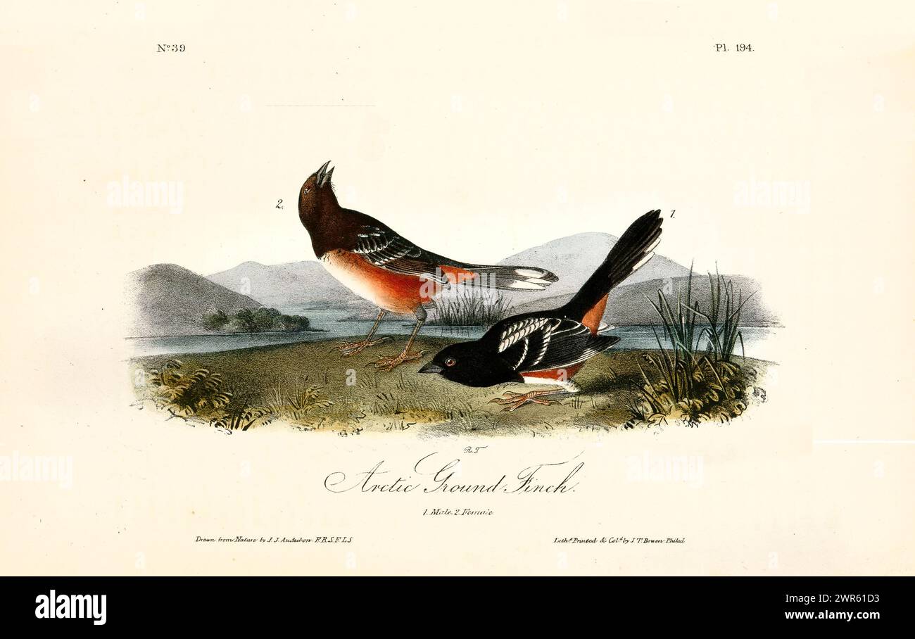 Dekorationselement im Vintage-Stil mit zwei lebendigen Vögeln auf grasbewachsenem Boden, vor einer weichen arktischen Landschaft. Von J.J. Audubon: Birds of America, 1840 Stockfoto
