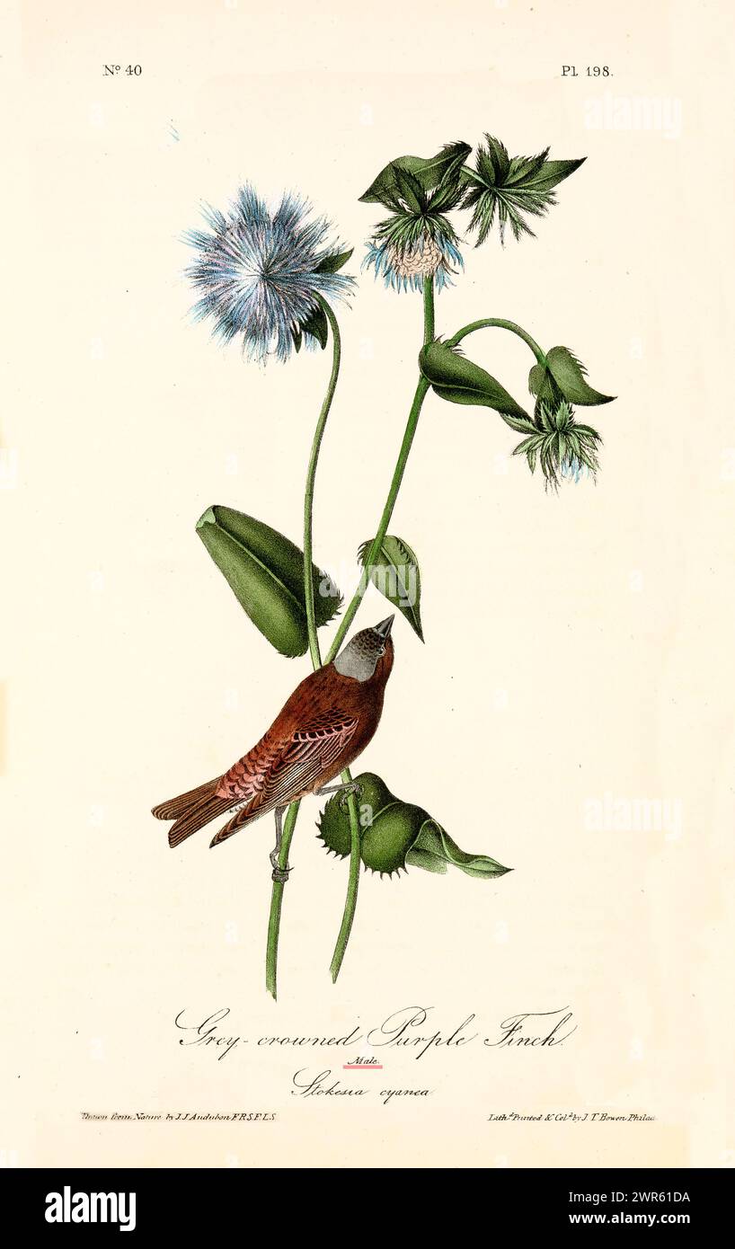 Dekoratives Element im Vintage-Stil mit einem rötlichen Vogel auf einem hohen Stiel mit weichen, blauen distelähnlichen Blüten. Von J.J. Audubon: 1840 Stockfoto