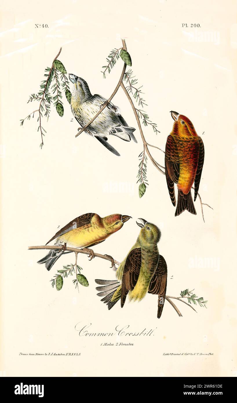 Dekoratives Element im Vintage-Stil mit vier farbenfrohen Vögeln, die auf schlanken Kiefernzweigen mit weichem grünem Laub thronen. Von J.J. Audubon: 1840 Stockfoto