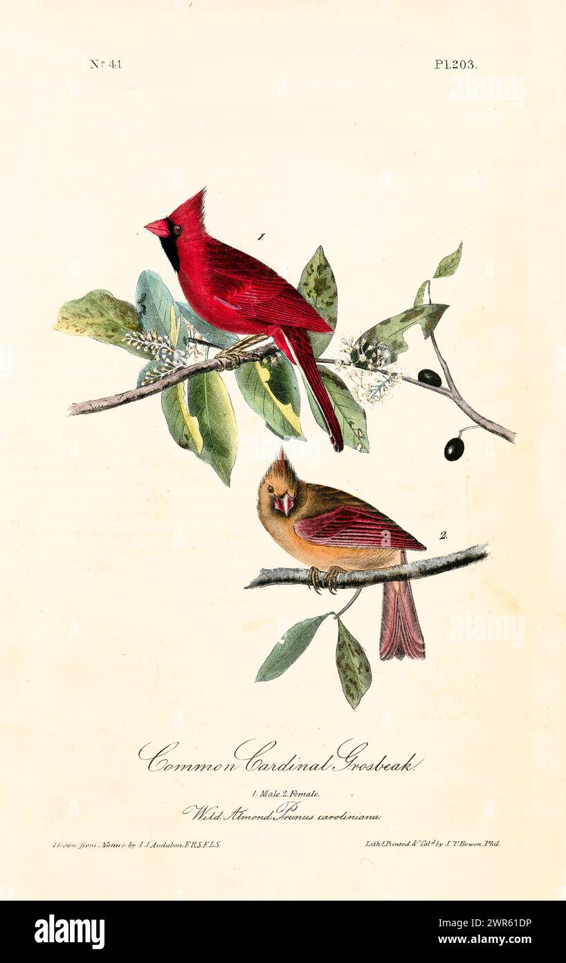Dekoratives Element im Vintage-Stil mit einem leuchtenden Rot und einem weichen braunen Vogel, der zwischen Mandelblättern thront. Von J.J. Audubon: Birds of America, 1840 Stockfoto