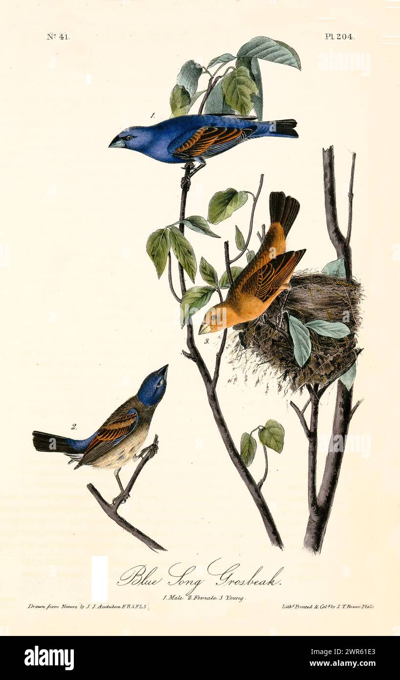 Dekorationselement im Vintage-Stil mit blauen und ockerfarbenen Vögeln in der Nähe eines Nestes zwischen blattgrünen Zweigen. Von J.J. Audubon: Birds of America, 1840 Stockfoto