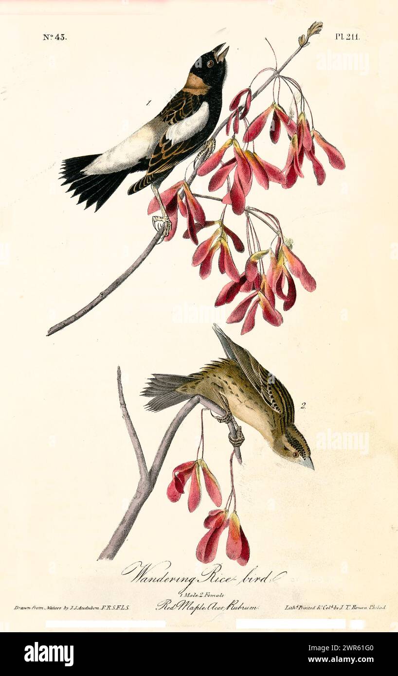 Dekoratives Vintage-Element mit kontrastierenden schwarz-weißen Vögeln zwischen weichen roten Ahornsamen, isoliert auf hellem Hintergrund. Von J.J. Audubon 1840 Stockfoto