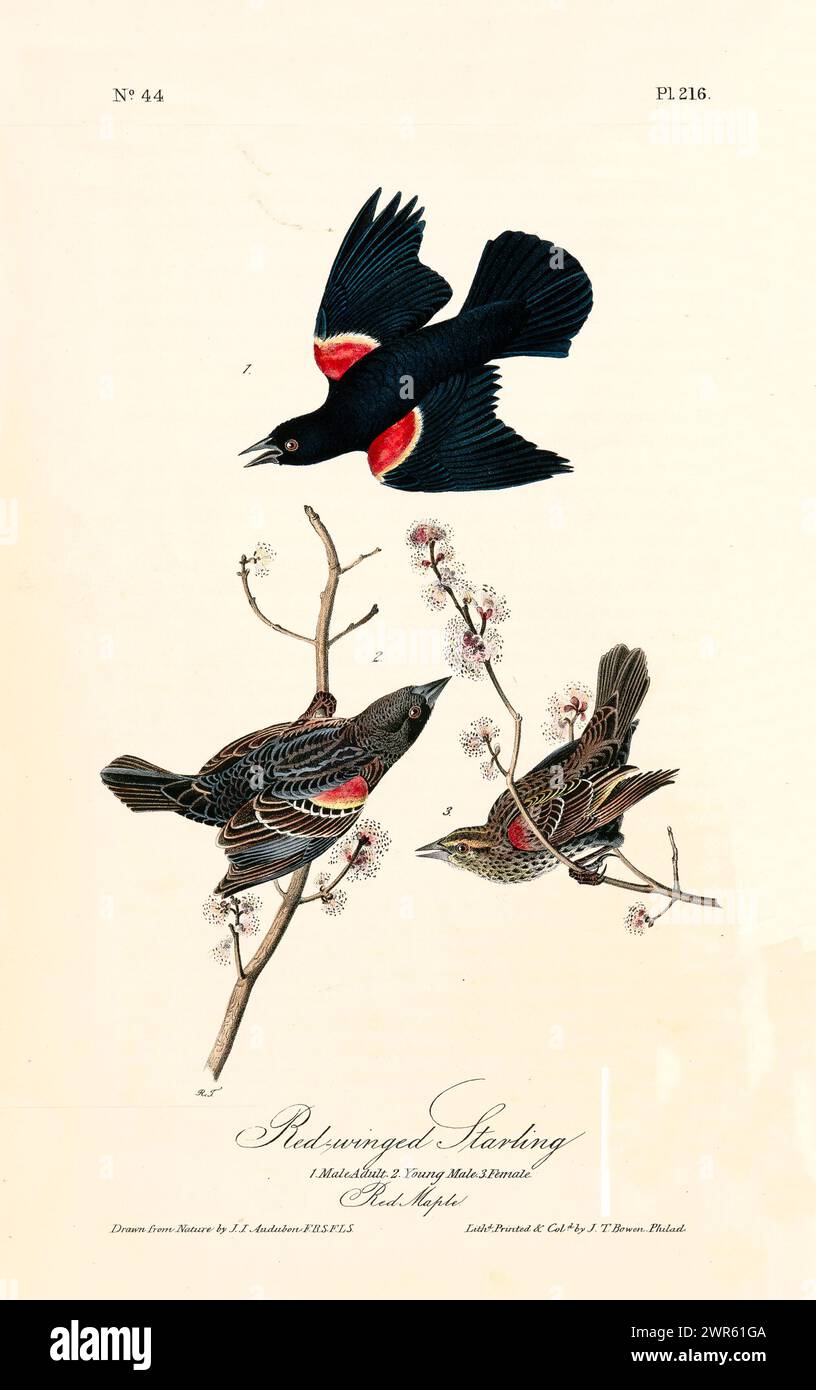 Alte gravierte Illustration eines Rotflügelstarlings (Onychognathus morio). Von J.J. Audubon: Birds of America, Philadelphia, 1840. Stockfoto