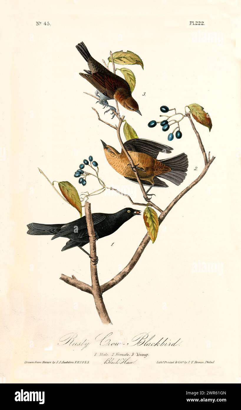 Rostige Krähenbarmvögel auf schwarzem Hagebast, dunkles Gefieder und warme Brauntöne. Von J.J. Audubon: Birds of America, Philadelphia, 1840 Stockfoto