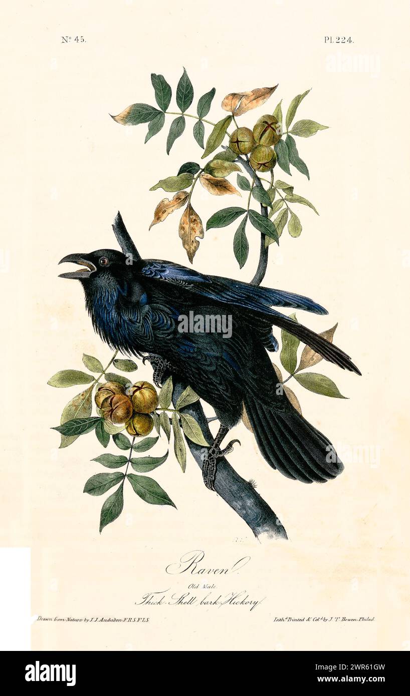 Glänzender schwarzer Rabe auf Hickory-Zweig, lebendige Textur und botanische Details in klassischem handkoloriertem Stil. Von J.J. Audubon: Birds of America, 1840 Stockfoto