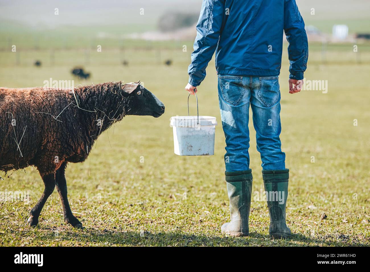 Sonniger Morgen auf dem Bauernhof. Landwirt mit Eimer während der Schaffütterung. Stockfoto