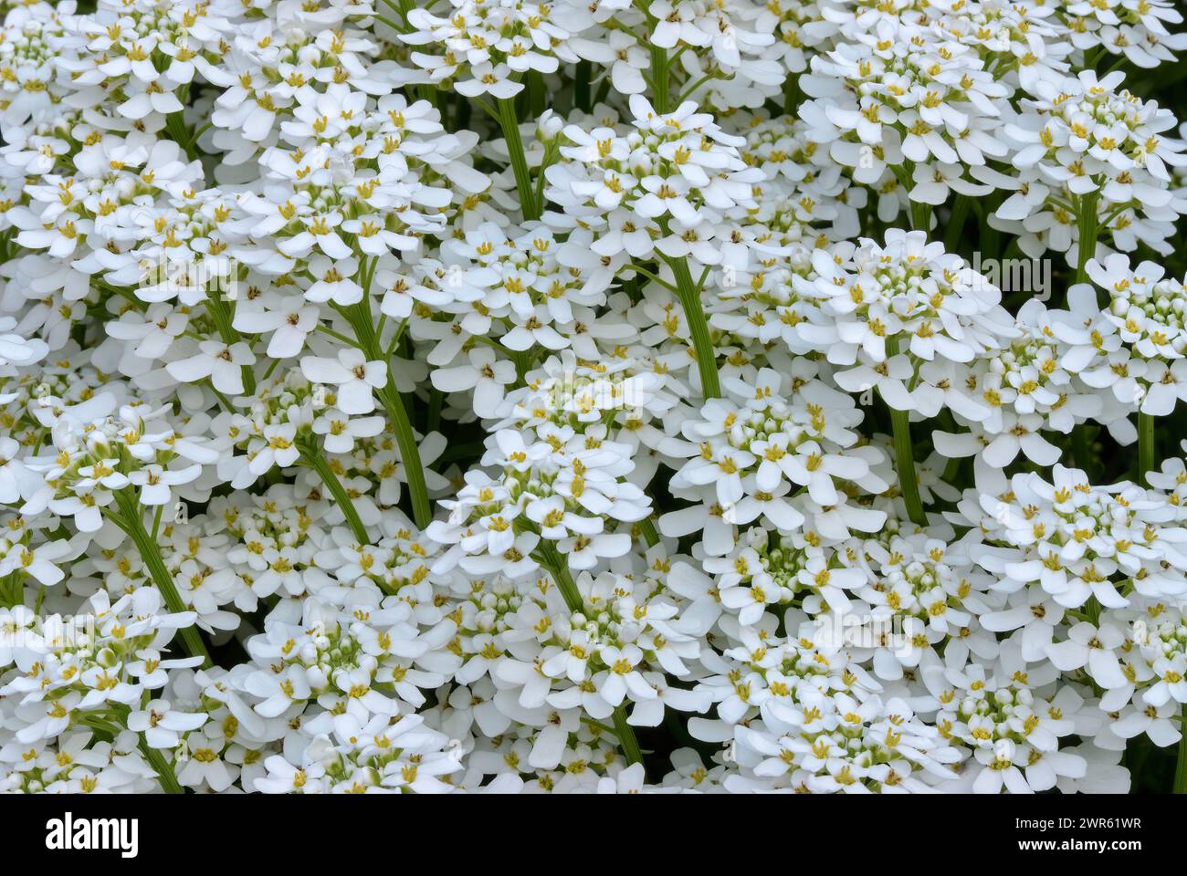 Weiße immergrüne Süßigkeitenblüten, Iberis sempervirens, Nahaufnahme. Mehrjährig. Natürlicher Hintergrund. Ziergarten Trencin, Slowakei Stockfoto