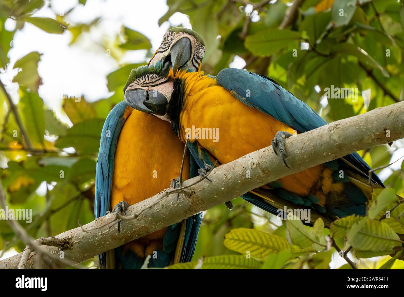 Bunte Vögel auf Ästen im Wald Stockfoto