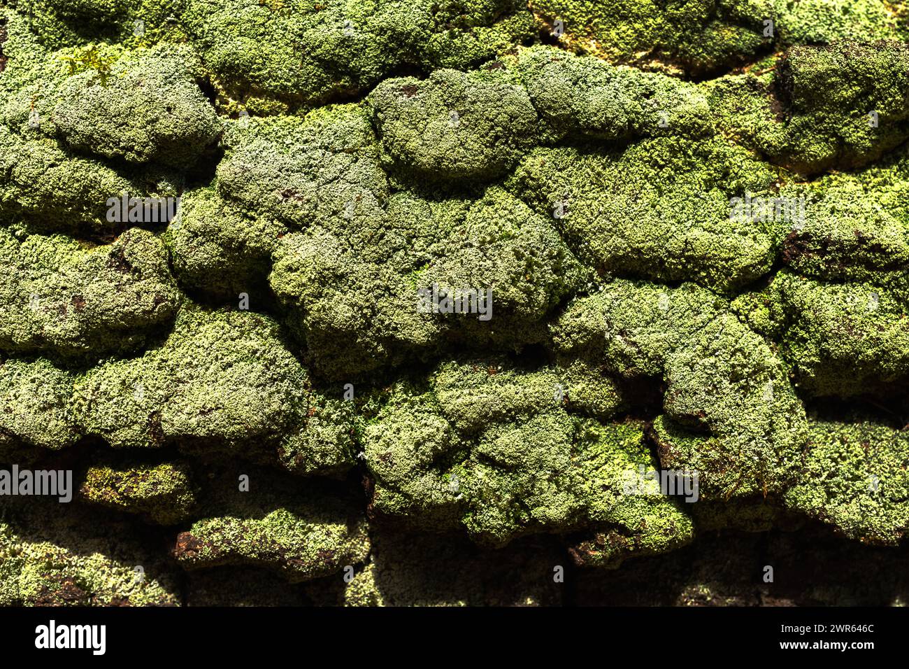 Natürlicher Hintergrund mit grünem Moos, das auf der Rinde eines alten Baumstamms in einem Frühlingswald wächst. Natürliche Textur Stockfoto