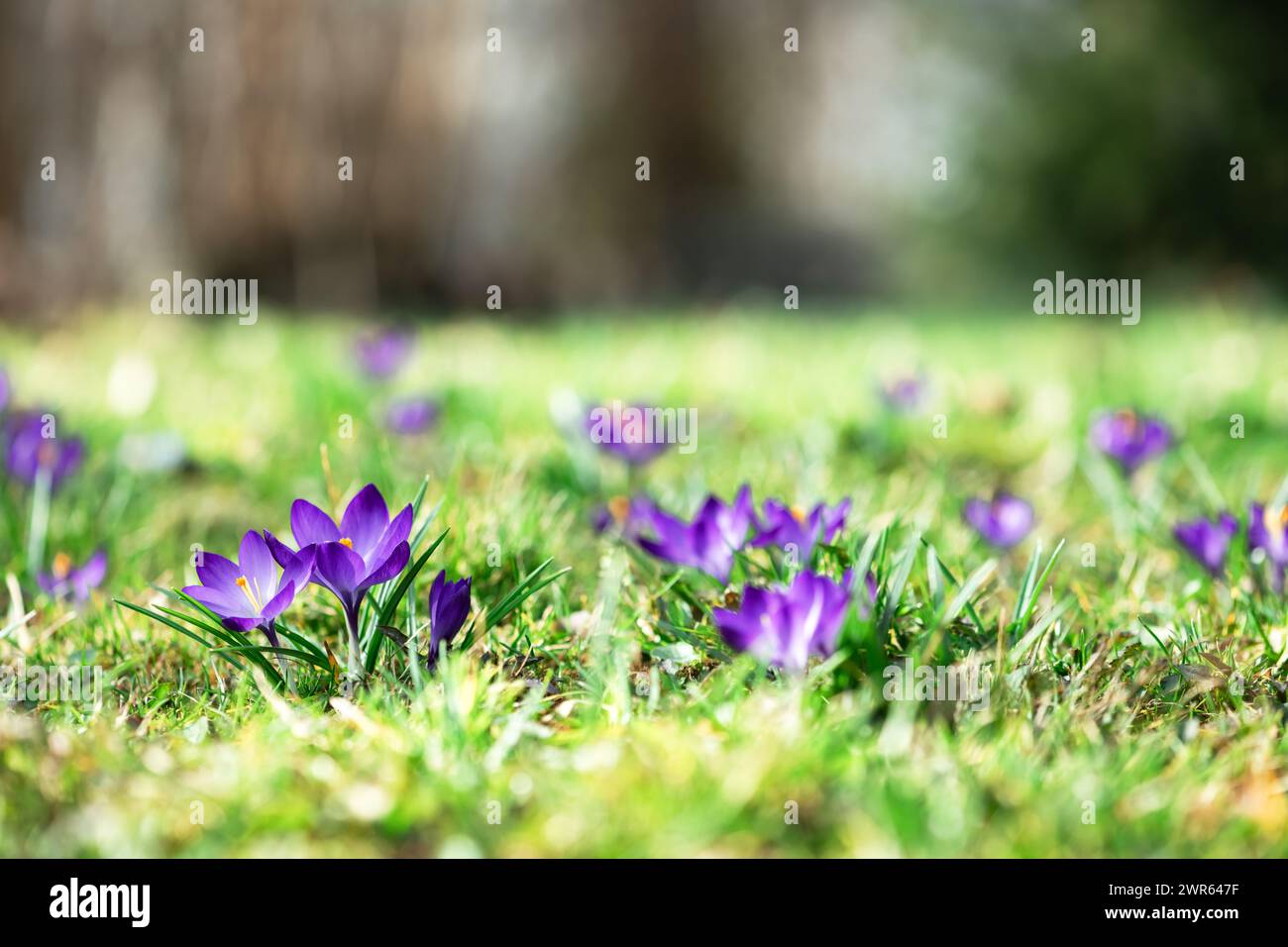Die Wiese der purpurnen Krokusblüten im Frühlingswald. Naturfotografie Stockfoto