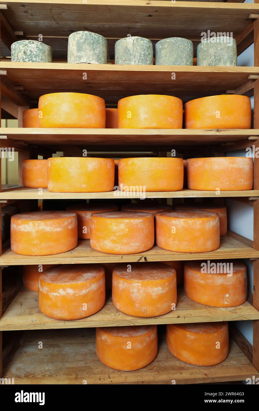Käse in den Regalen eines Lagers einer Käsefabrik Stockfoto