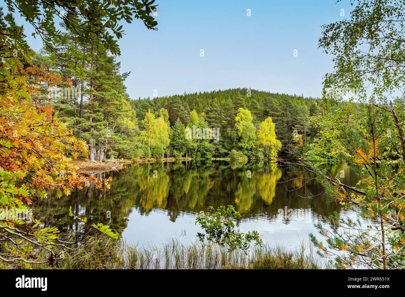 Herbstliche Reflexionen auf dem Glentanar Estate in der Nähe von Aboyne, Schottland Stockfoto
