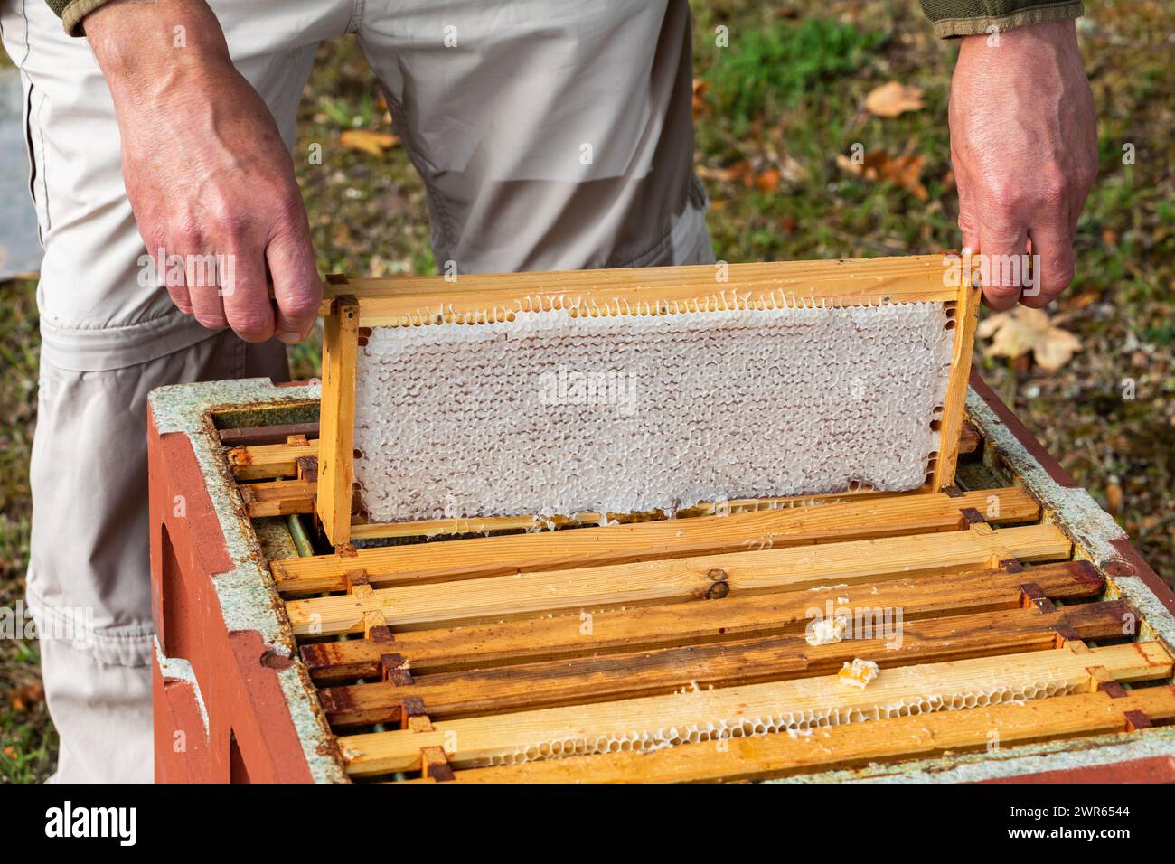 Imker hebt Rahmen aus einem Bienenstock, um nach Wabenwaben zu suchen Stockfoto
