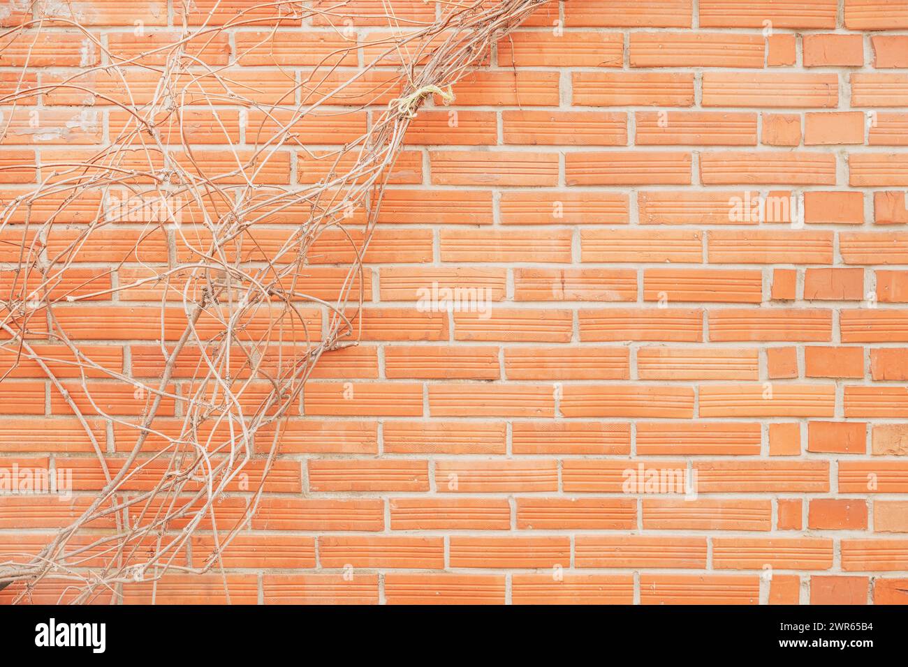 Tote kriechende Pflanze, die an einer Ziegelwand wächst, Kopierraum inbegriffen Stockfoto