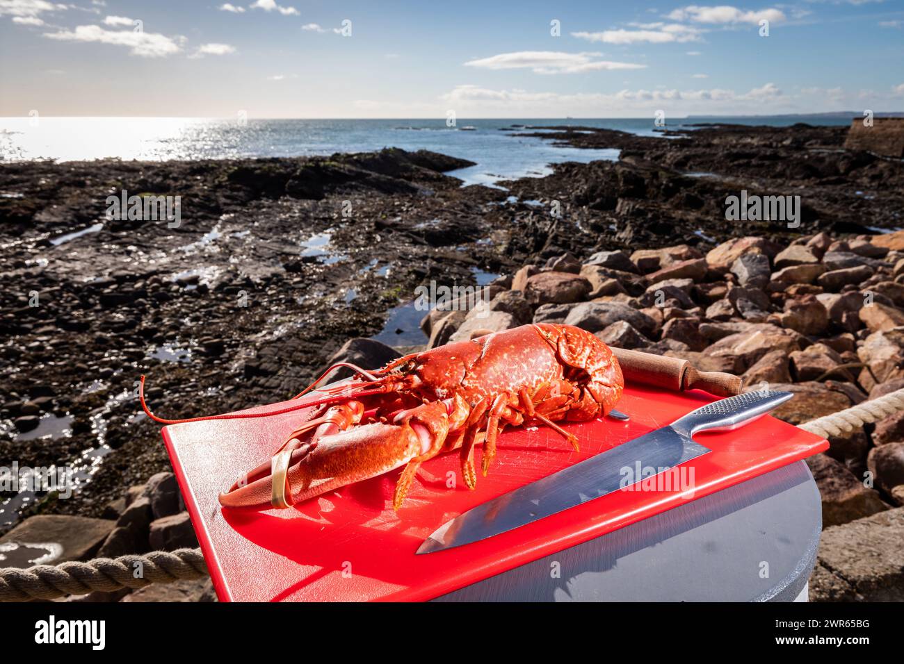 Frisch gekochter schottischer Hummer, der kurz darauf vorbereitet wird, am Meer zu essen Stockfoto