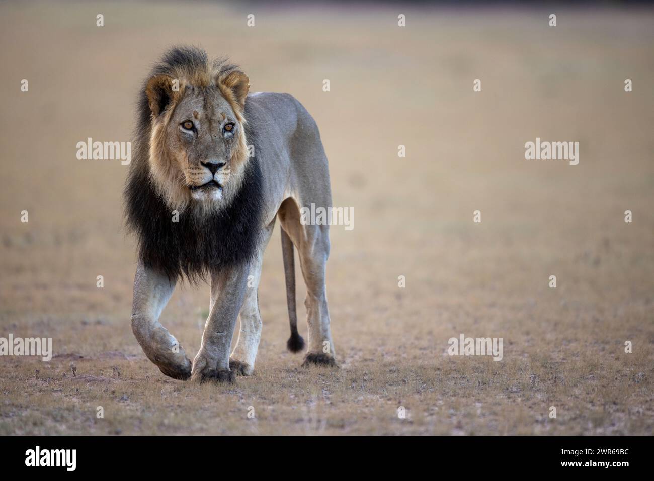 Stockfoto eines hübschen erwachsenen männlichen schwarzen Mähnen-Löwen (Panthera leo) auf einer Ebene mit kurzem Gras in der Kalahari Stockfoto