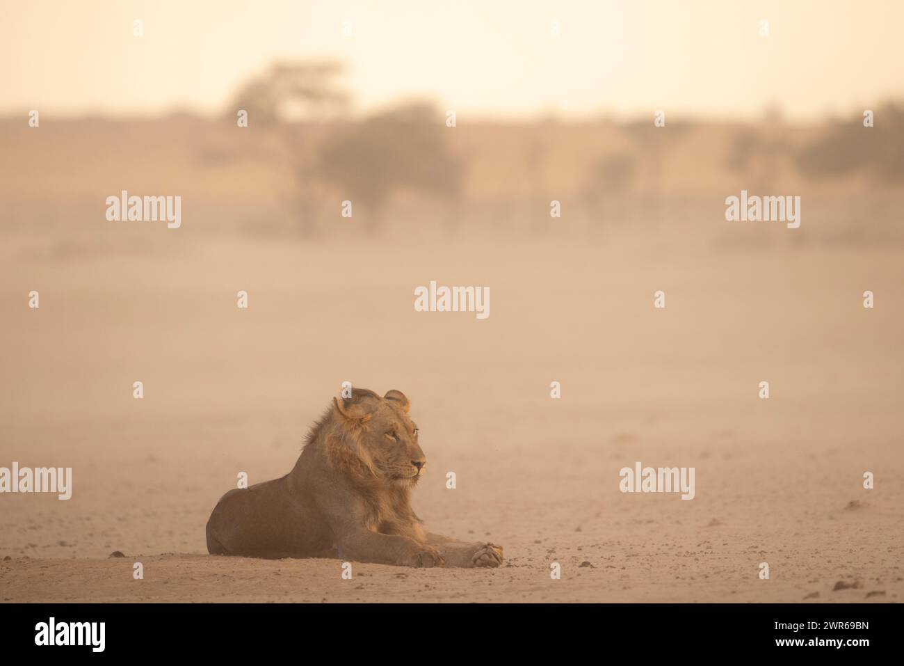 Malerische Aussicht auf einen männlichen Löwen (Panthera leo) in einem Kgalagadi Sandsturm Stockfoto