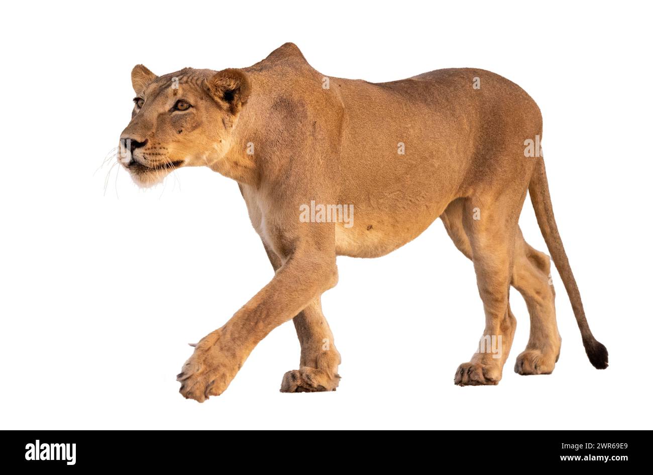 Erwachsener Löwe (Panthera leo) stalkt Stockfoto