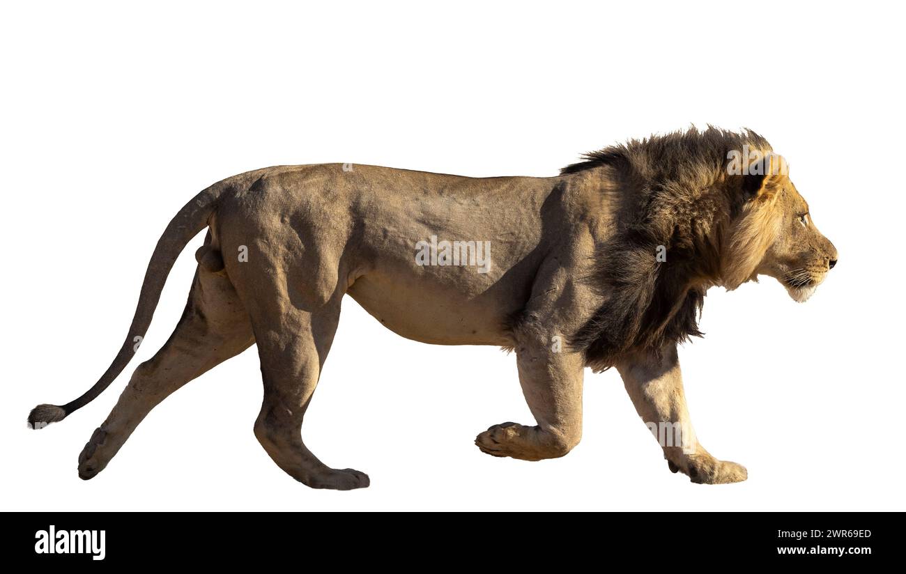 Seitenansicht eines schwarzen männlichen Löwen (Panthera leo), der läuft Stockfoto