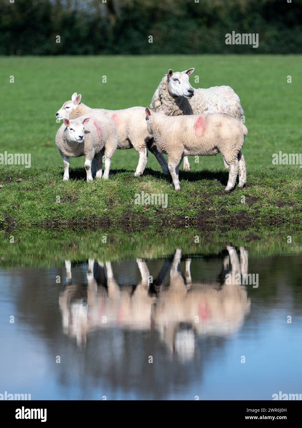 Schaf-Schaf-Herde mit Beltex-gezüchteten Lämmern, die auf einem erhöhten Ufer weiden und sich in einem Teich spiegeln. Shrewsbury, Großbritannien. Stockfoto