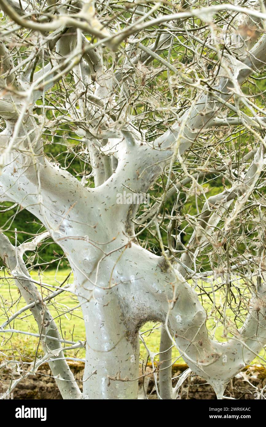31/05/17 Ein Baum wird in Netzen gekokonnt, die von Hunderttausenden Hermelinmottenraupen gebildet werden. Die bizarren seidenen Phänomene, die wie spidersÕ aussehen Stockfoto