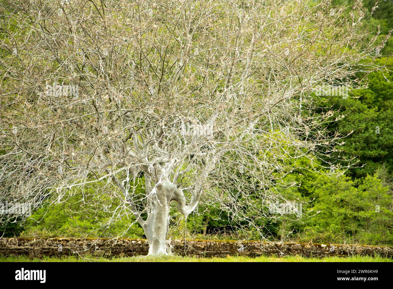 31/05/17 Ein Baum wird in Netzen gekokonnt, die von Hunderttausenden Hermelinmottenraupen gebildet werden. Die bizarren seidenen Phänomene, die wie spidersÕ aussehen Stockfoto