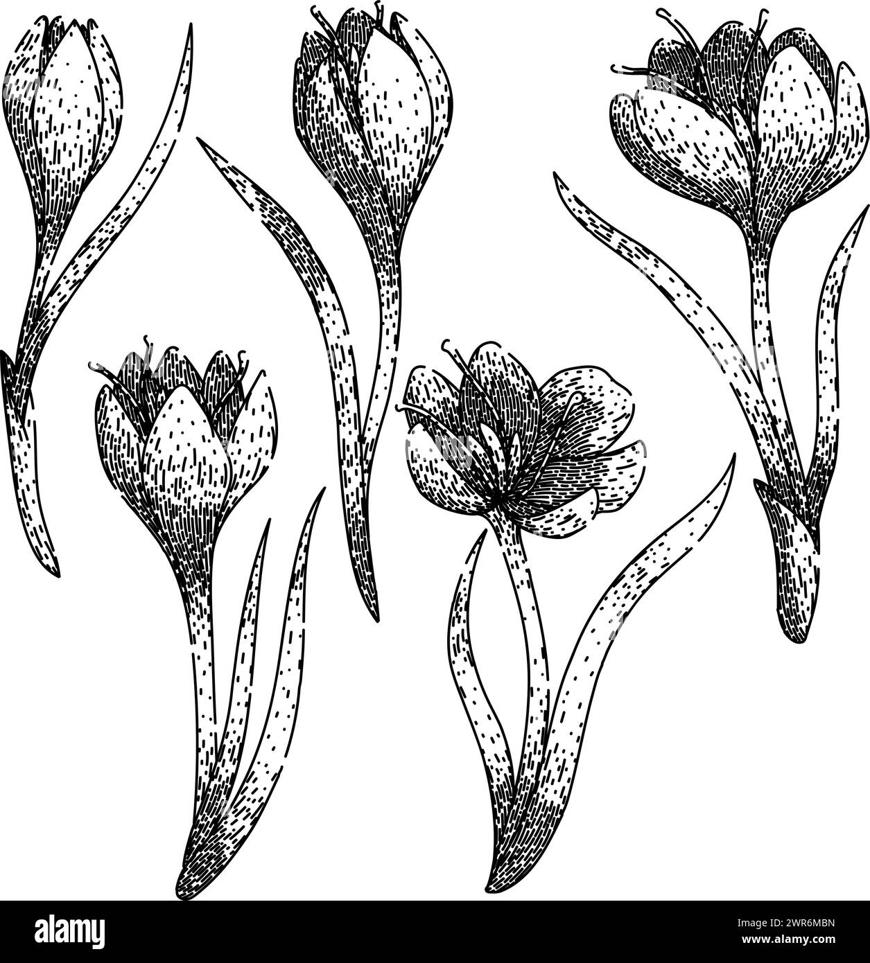 crocus Set Skizze Hand gezeichneter Vektor Stock Vektor