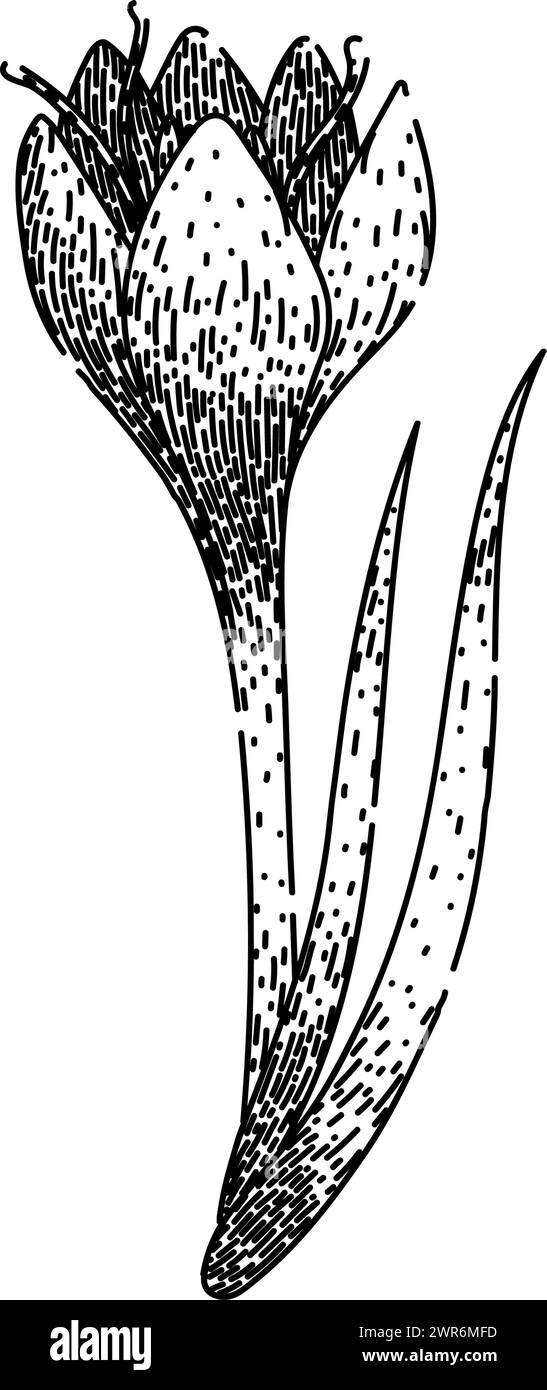 Feder Krokusskizze Hand gezeichneter Vektor Stock Vektor
