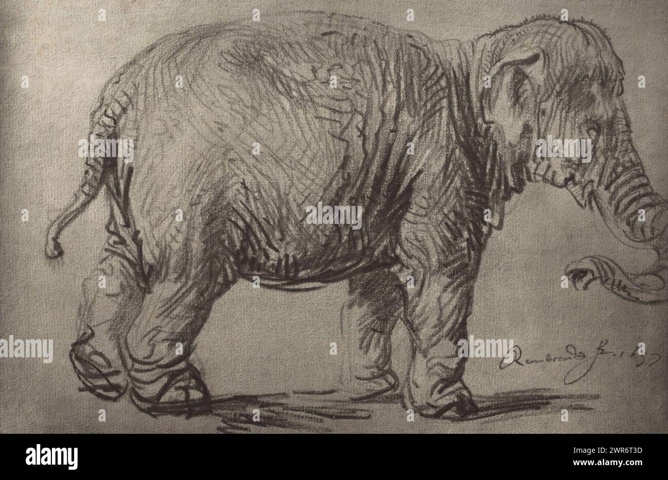 Fotoreproduktion einer Zeichnung von Rembrandt (Elefant), Verlag: Adolphe Braun & Cie., 1880 - 1900, Papier, Kohledruck, Höhe 232 mm x Breite 360 mm, Fotografie Stockfoto